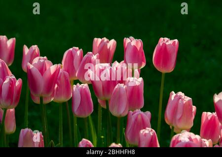 Emirgan Parkında laleler Foto Stock