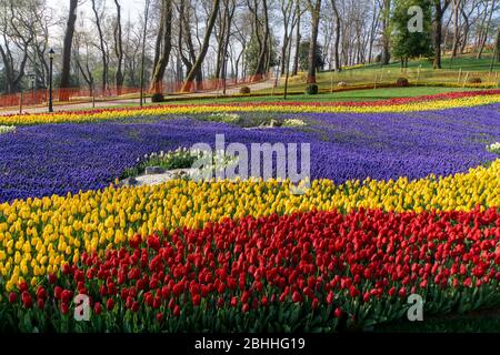 Emirgan Parkında laleler Foto Stock