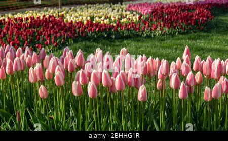 Emirgan Parkında laleler Foto Stock