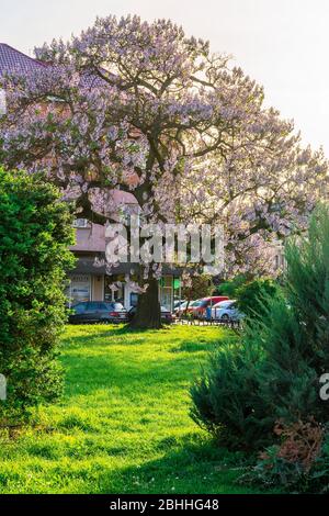 Uzhhorod, ucraina - 01 MAGGIO 2018: Albero di paulownia tomentosa in fiore, situato in Piazza Koriatovycha. Meraviglioso paesaggio urbano della città vecchia al tramonto i Foto Stock