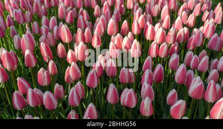 Emirgan Parkında laleler Foto Stock