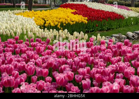 Emirgan Parkında laleler Foto Stock