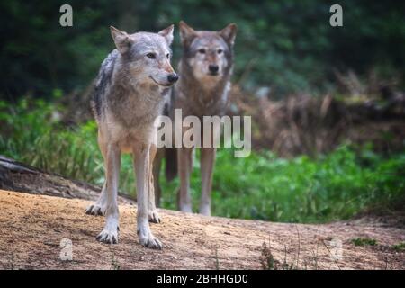 Un paio di lupi della Valle di Mackenzie, Canis lupus occidentalis, una sottospecie del lupo grigio e i lupi più grandi del mondo. Foto Stock