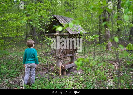 Faggio foresta nei Carpazi Foto Stock