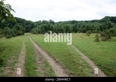 Radura nella foresta nelle montagne del Caucaso. Vicino al villaggio di Shapsugskaya. Foto Stock