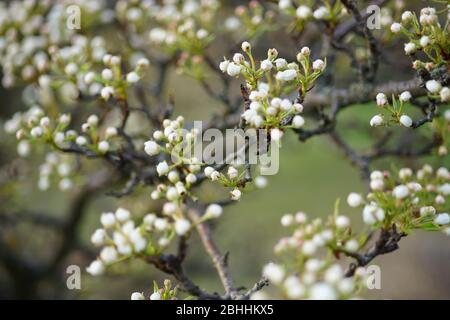 rami di pera in primo piano in fiori bianchi. Foto Stock