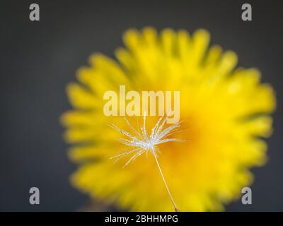 Paracadute di seme soffiato di vento singolo davanti al fiore di dente di leone Foto Stock