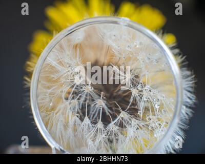 sfera di paracadute dandelion ingrandita che mostra i mezzi di dispersione del seme Foto Stock