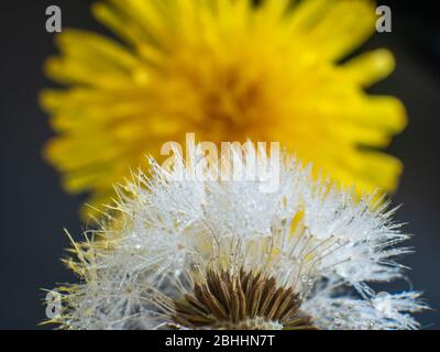 Il dettaglio del seme e del paracadute davanti ad un fiore di dente di leone Foto Stock