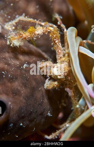 Primo piano subacqueo del granchio ragno di leach (Inachus phalangium) nel Parco Naturale di Ses Salines (Formentera, Isole Baleari, Mar Mediterraneo, Spagna) Foto Stock