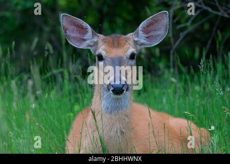 Cervi dalla coda bianca che giacciono nell'erba verde in primavera in Canada Foto Stock