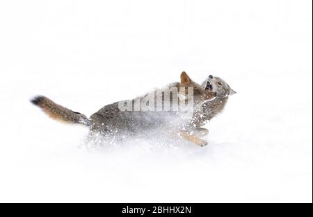 Due Coyotes Canis latrans isolato su sfondo bianco lotta nella neve invernale in Canada Foto Stock