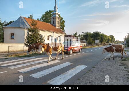 DUBOVAC, SERBIA - 3 AGOSTO 2017: Mandria di mucche su una strada di Dubovac, un piccolo villaggio agricolo della Serbia centrale, che ostruisce il traffico e il blocco Foto Stock