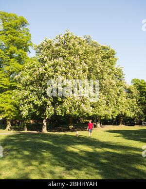 Alberi di cavallo castagno fiorito (conker) in budd Foto Stock