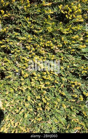 Primo piano di una siepe Golden Privet verde e giallo, Ligustrum ovalifolium Foto Stock