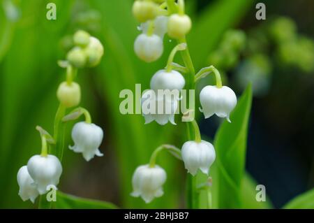 Giglio fresco della valle (muguet) alla fine di aprile Foto Stock