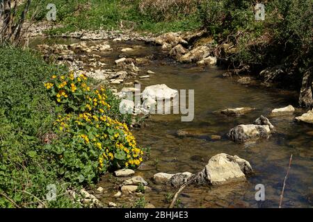 Piccolo ruscello che scorre su massi con erba verde di ruscello banca Foto Stock