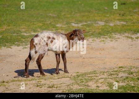 Agnello di pecora olandese Heather in una mattinata soleggiata in sping, a piedi e giocare in erba, piccole corna sulla cima. Friesland, i Neherlands Foto Stock