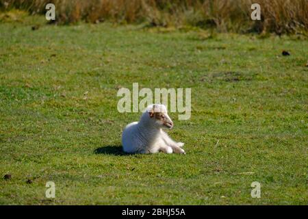 Agnello di pecora olandese Heather in primavera, una mattina di sole, si trovano nell'erba, Friesland, Paesi Bassi Foto Stock
