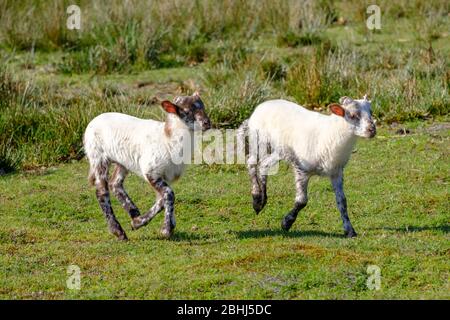 Pecore olandesi Heath. Due agnelli bianchi saltano felicemente su una mattina soleggiato nell'erba, corna piccole. Friesland, Paesi Bassi Foto Stock