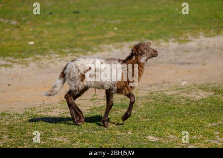 Pecore olandesi Heath. Due agnelli bianchi saltano felicemente su una mattina soleggiato nell'erba, corna piccole. Friesland, Paesi Bassi Foto Stock