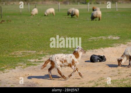 Pecora olandese Heath. Un agnello bianco marrone salta felicemente su una mattina di sole nell'erba, corna piccole. Pecore in background. Friesland, Paesi Bassi Foto Stock