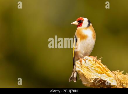 Goldfinch, Carduelis carduelis, arroccato su un ramo nella campagna britannica, primavera 2020 Foto Stock