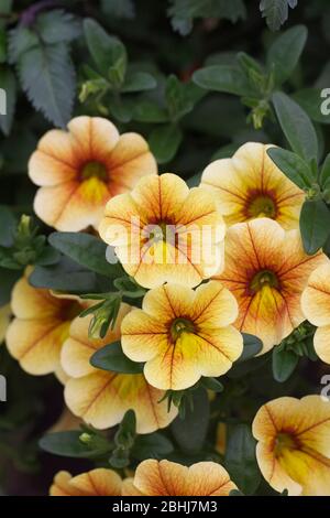 Calibrachoa può Alba fiori. Foto Stock