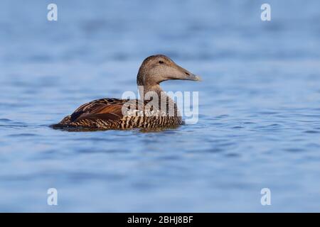 Una femmina adulta Common Eider (Somateria mollissima) in un piumaggio di riproduzione in primavera nel nord della Gran Bretagna Foto Stock