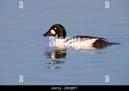 Adulto che riproduttrici piumaggio drake comune Goldeneye (Bucephala clangula) nel Regno Unito in inverno Foto Stock