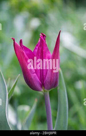 Tulipa 'Purple Dream' fiore. Foto Stock