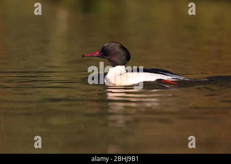 Un drake/maschio Goosander (Mergus merganser merganser) in un piumaggio di riproduzione su un lago in Inghilterra a fine inverno / primavera precoce Foto Stock