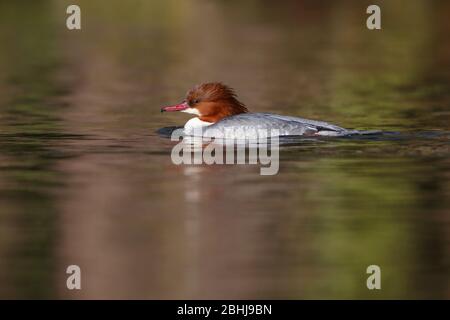 Una femmina Goosander (Mergus merganser merganser) nell'allevamento del piumaggio su un lago in Inghilterra a fine inverno / primavera precoce Foto Stock