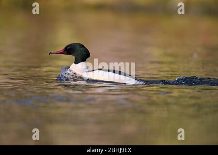 Un drake/maschio Goosander (Mergus merganser merganser) in un piumaggio di riproduzione su un lago in Inghilterra a fine inverno / primavera precoce Foto Stock