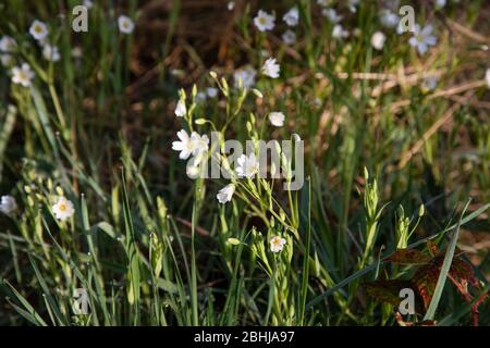 Maggiore stitchwort fiori Foto Stock