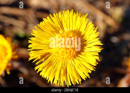 Primo piano di un fiore giallo brillante (tussilago farfarfarfara) nella primavera norvegese Foto Stock