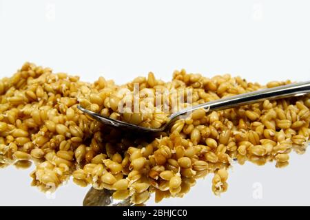 Germogli di grano in acciaio inox isolato cucchiaio Foto Stock