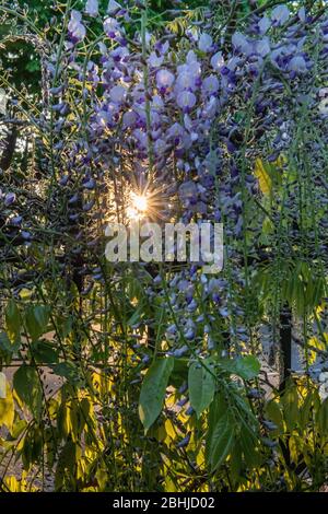 Un sole stellato sbircia attraverso la fioritura glicine in primavera Foto Stock