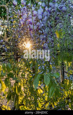 Un sole stellato sbircia attraverso la fioritura glicine in primavera Foto Stock