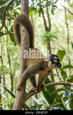 Lemure bruno comune (Eulemur fulvus) Foto Stock