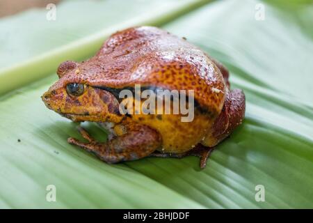 Madagascar Tomato Rana (Dyscophus antongilii) Foto Stock