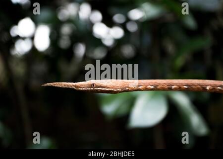 Il serpente malgascio dal naso a foglia (Langaha madagascariensis). Foto Stock