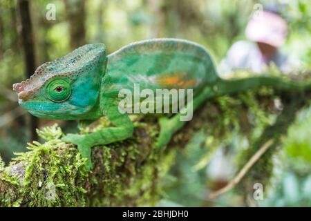 Chameleon del Madagascar Foto Stock