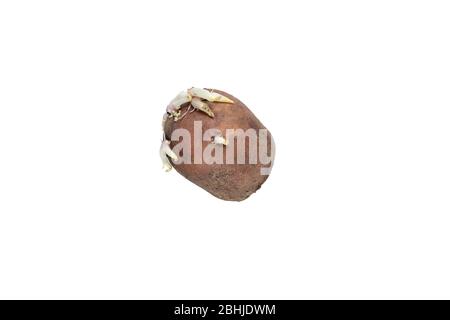 Patate con germogli per piantare isolato su sfondo bianco Foto Stock