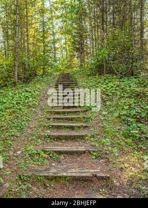 Rustici passi di legno che conducono su una collina boscosa in una foresta verde del nord in una giornata luminosa. Foto Stock