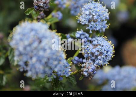 Paesaggio inglese Foto Stock