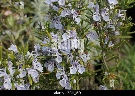 Paesaggio inglese Foto Stock