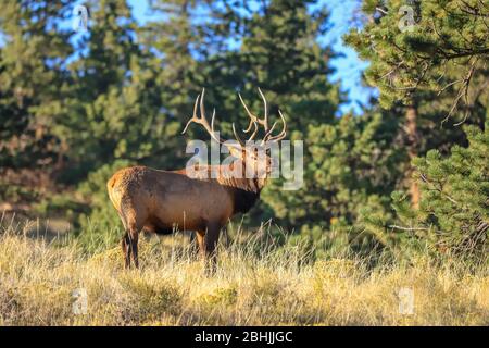 Alce di toro con grandi corna che posano in un prato di foresta Foto Stock