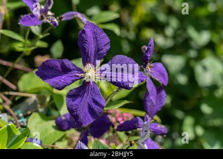 Clematis Jackmanii è un grande clematises fiorito di giardini che si arrampicano su recinzione, albero, pilastro portico o lampione. Bella viola scuro con parco verde Foto Stock