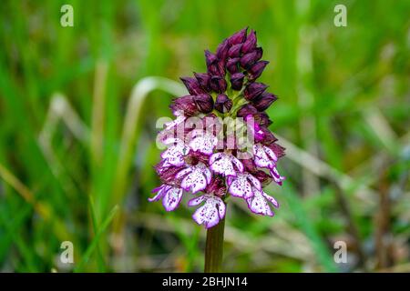 Porpora signora orchidea crescere in prato, Ariege, Francia meridionale, Pirenei francesi, Pirenei Foto Stock